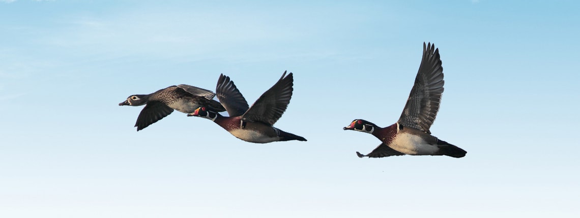 wood-ducks-in-flight-c
